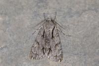 Acronicta psi