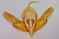 Acronicta psi