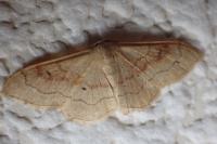 Idaea rubraria