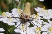 Indalia lutarella