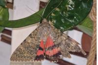 Catocala elocata