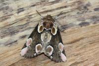 Thyatira batis