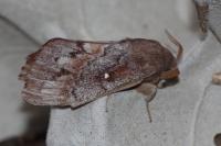 Dendrolimus pini pini