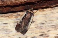 Ochropleura plecta