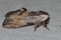 Harpyia milhauseri
