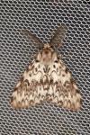 Lymantria monacha
