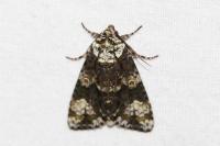 Craniophora ligustri