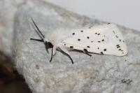 Spilosoma lubricipeda