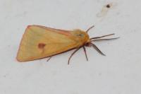Diacrisia sannio