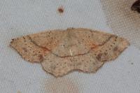 Cyclophora punctaria