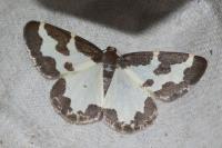 Lomaspilis marginata