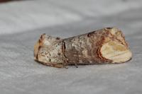 Phalera bucephala