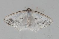 Lomographa temerata