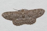 Hypomecis punctinalis