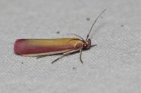 Oncocera semirubella