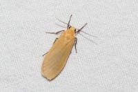 Wittia sororcula