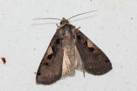 Xestia c-nigrum