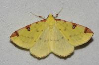 Opisthograptis luteolata