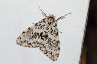 Lymantria monacha