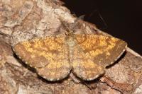 Ematurga atomaria