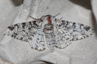 Biston betularia