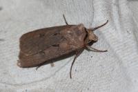 Agrotis exclamationis exclamationis