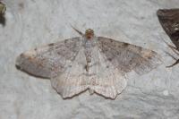Macaria liturata