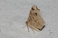 Macaria notata