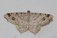 Macaria notata