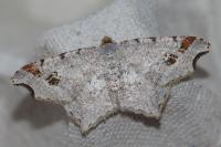 Macaria alternata