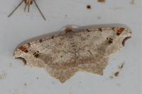 Macaria alternata