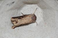 Axylia putris