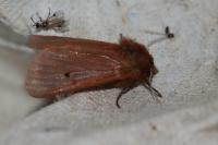 Phragmatobia fuliginosa
