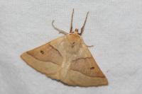 Crocallis elinguaria