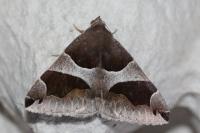 Dysgonia algira