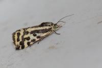 Emmelia trabealis