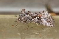 Autographa gamma