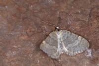 Colostygia stilpna stilpna