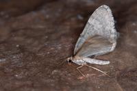 Colostygia stilpna stilpna