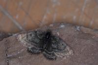 Psodos alticolaria