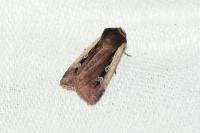 Ochropleura plecta