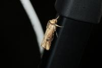 Axylia putris