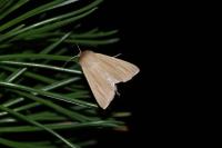 Mythimna pallens