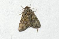Craniophora ligustri