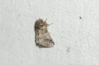 Thaumetopoea processionea