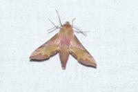 Deilephila porcellus