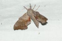 Laothoe populi
