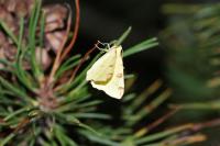 Opisthograptis luteolata