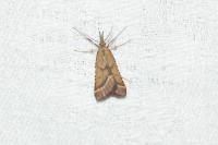 Synaphe punctalis