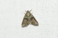 Cryphia algae